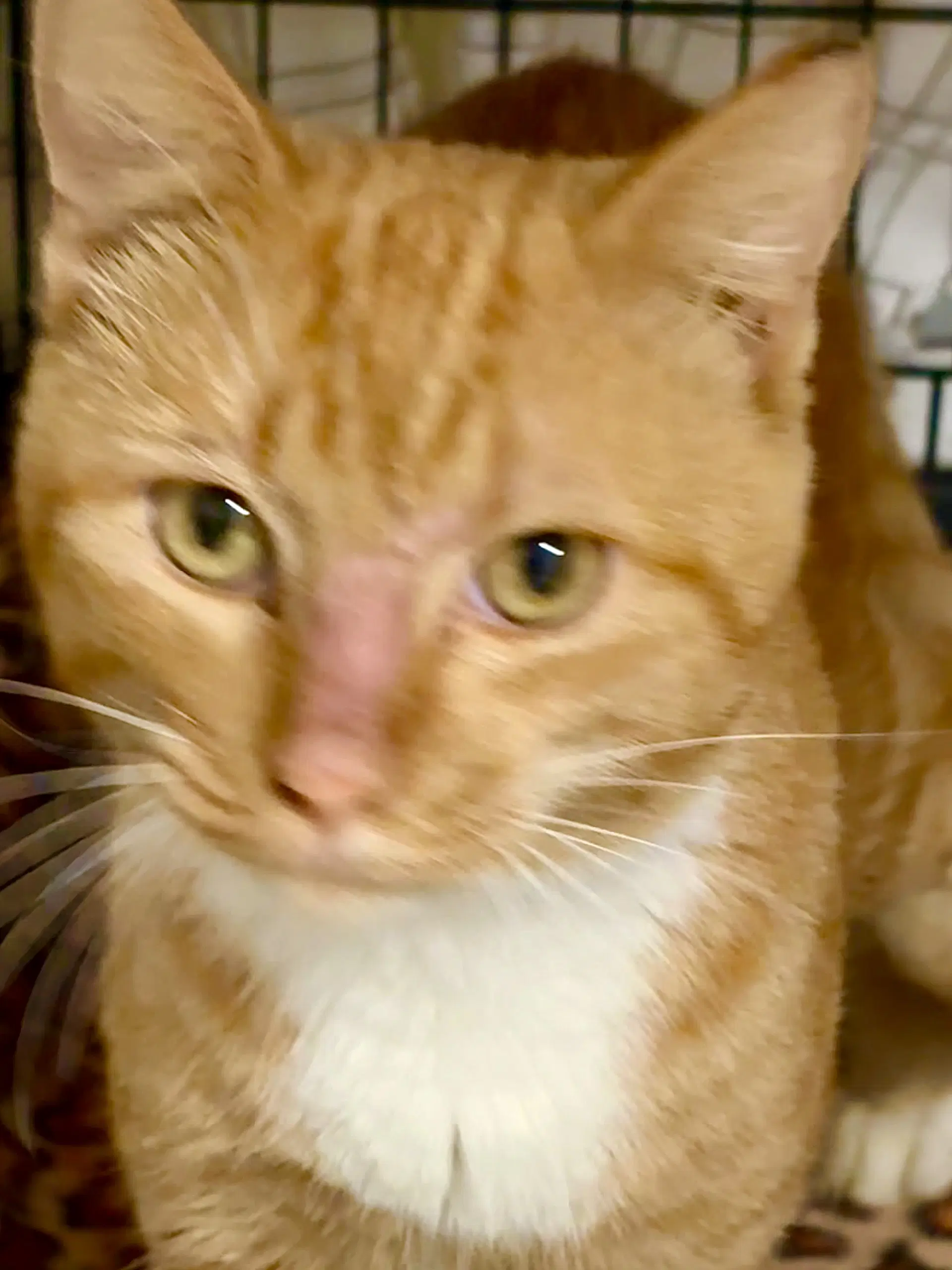 Chitchat - Domestic Medium Hair