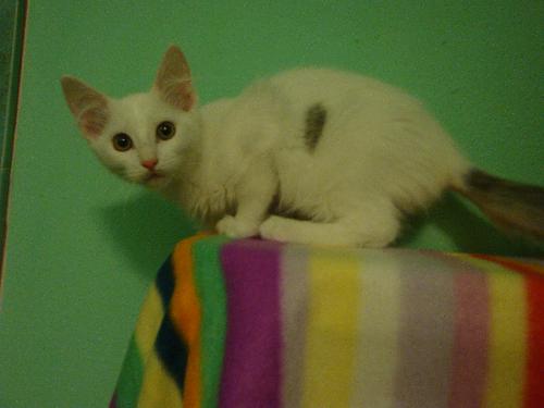 Pounce