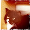 Bootsie