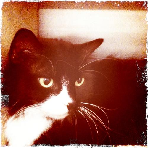 Bootsie