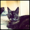 Stella