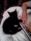 Pedro the Cuddly Boy