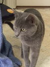 Suzie the Sweet Russian Blue Mix