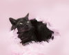 Smokey the Manx