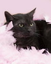 Smokey the Manx