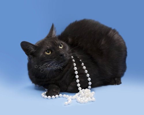 Smokey the Manx