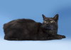 Smokey the Manx
