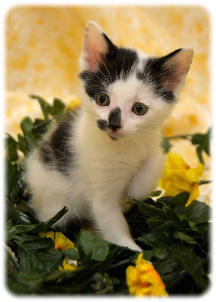 Peanut