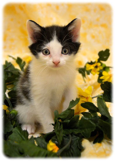 Dewey
