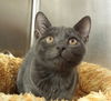 KiKi the Russian Blue Mix Beauty