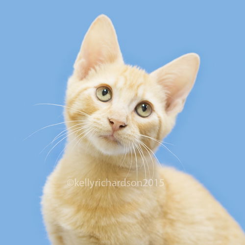 Leo