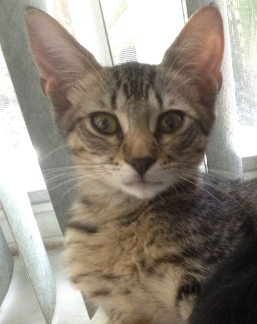 Leo