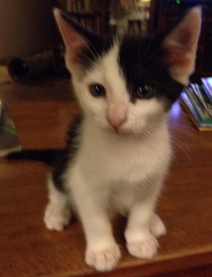 Bootsie the Little Darling