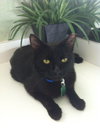 Max the Green Eyed Handsome Boy