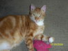Opie (AKA Mr. Snuggle Man)