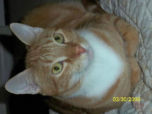 Opie (AKA Mr. Snuggle Man)