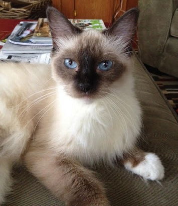 Whiskers the Chocolate Point Siamese