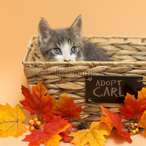 Carl