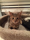 Momo the Tiger Kitty