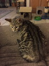 Momo the Tiger Kitty