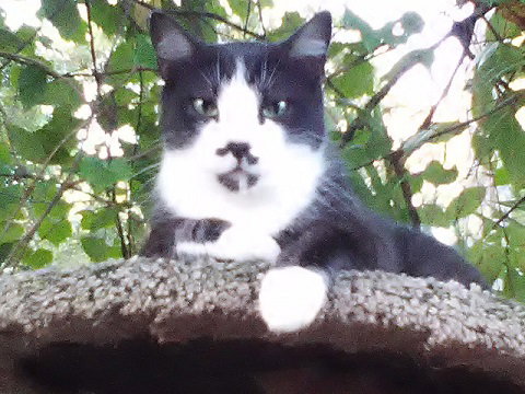 Max