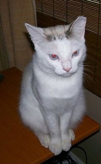 Pita the Sweetheart