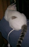 Pita the Sweetheart
