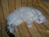 Pita the Sweetheart