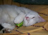 Pita the Sweetheart