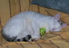 Pita the Sweetheart