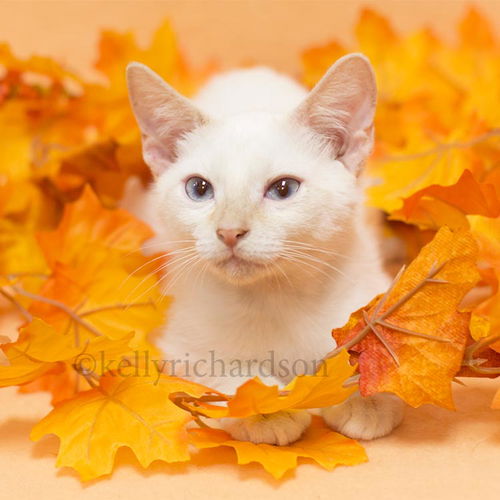 Flame the Flamepoint Siamese Kitten