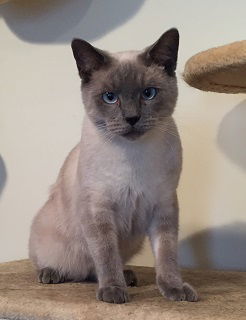 Saki the Siamese