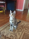 Piper