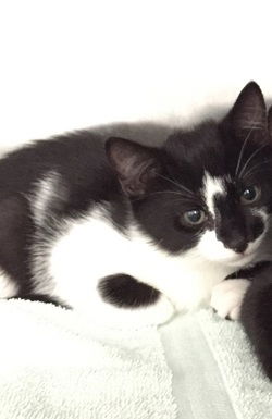 Oreo