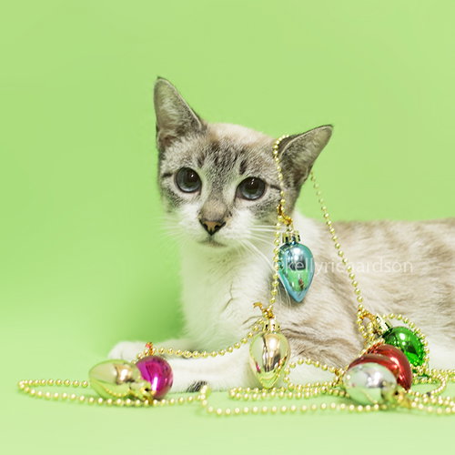 PittyPat the Siamese