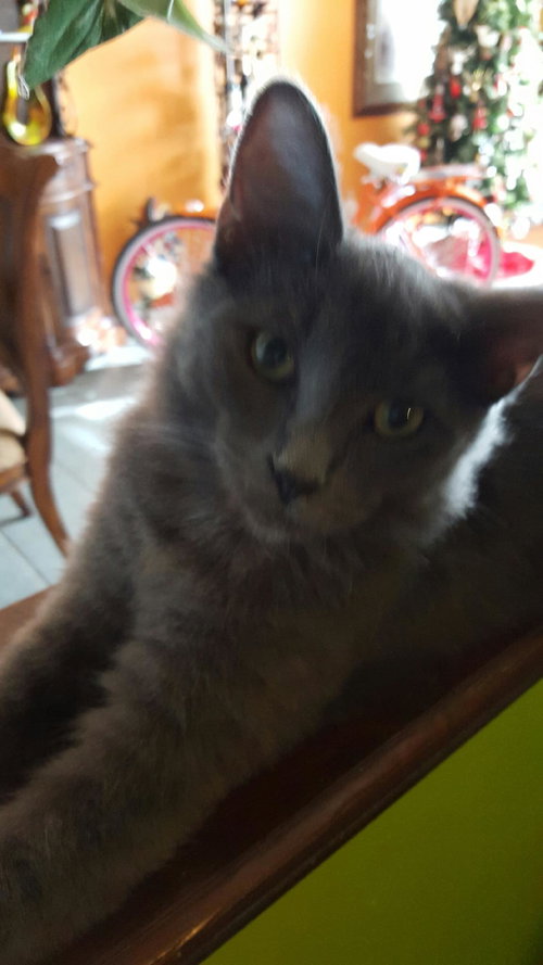 Smokey