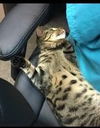 Kovu