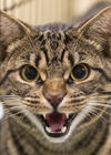 Kovu