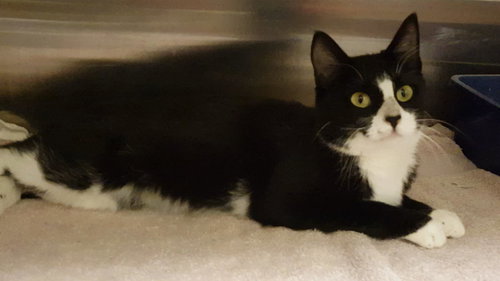 Momo the Declawed Tuxedo Lady
