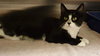 Momo the Declawed Tuxedo Lady