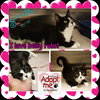 Momo the Declawed Tuxedo Lady