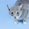 Bobbie the Sweetest Bobtail