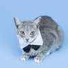 Bobbie the Sweetest Bobtail