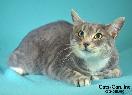 Bobbie the Sweetest Bobtail