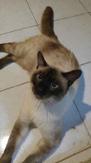 Samson