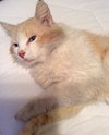 Mr Peachy - De-Clawed