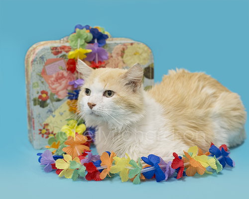 Mr Peachy - De-Clawed