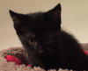 Pippin