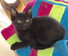 Pippin
