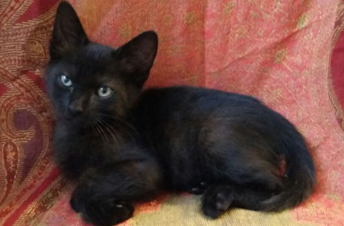 Onyx